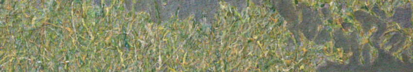 Medea detail